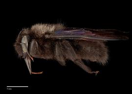   Xylocopa  nbsp;  violacea,nbsp;male, lateral, habitus, photo: J. Scott Adams  
